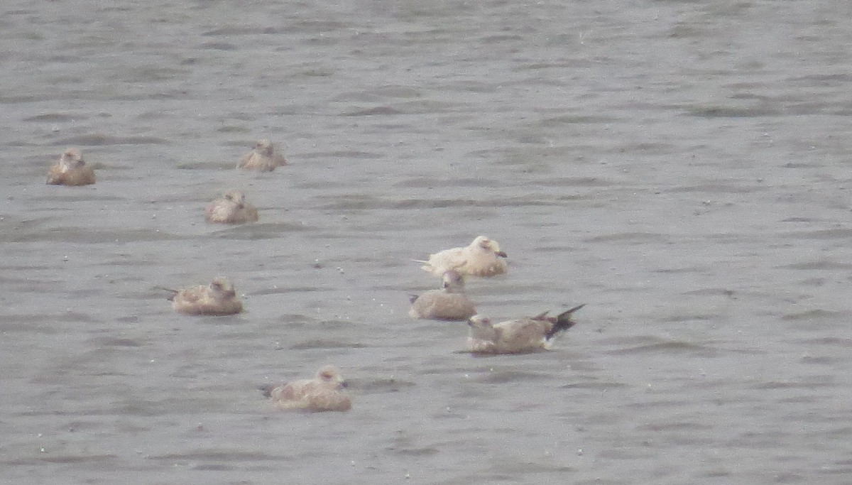 Gabbiano d'Islanda (kumlieni/glaucoides) - ML645414332