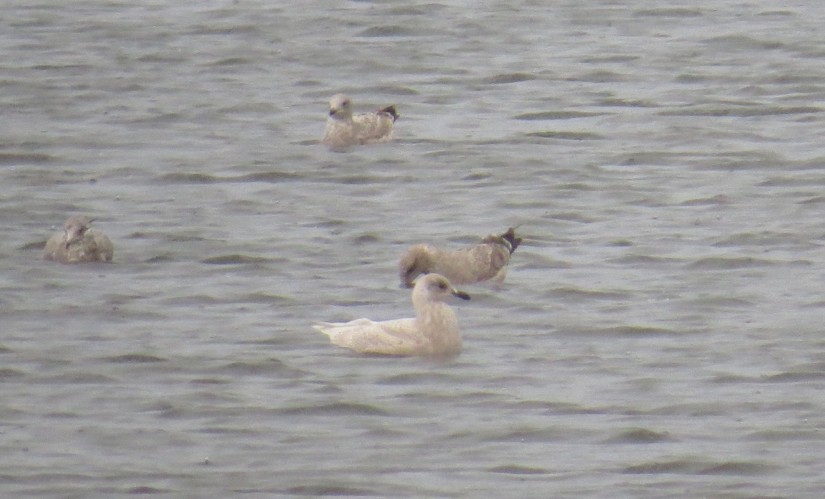 Gabbiano d'Islanda (kumlieni/glaucoides) - ML645414336