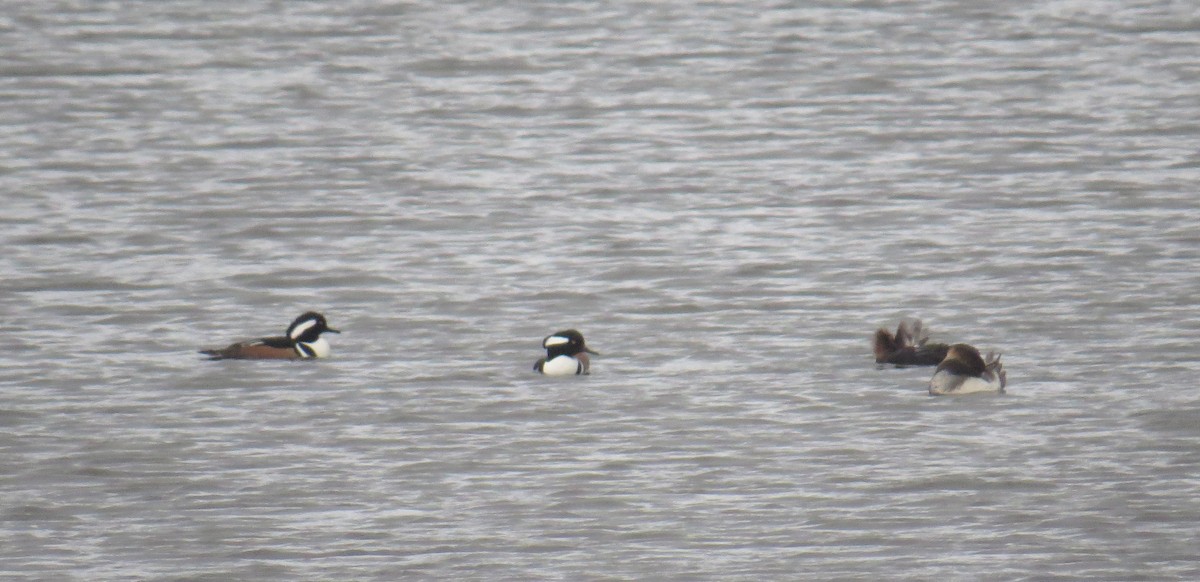 Smergo dal cappuccio - ML645414351