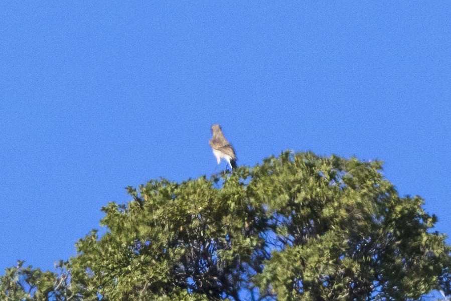 Collalba Isabel - ML645414357