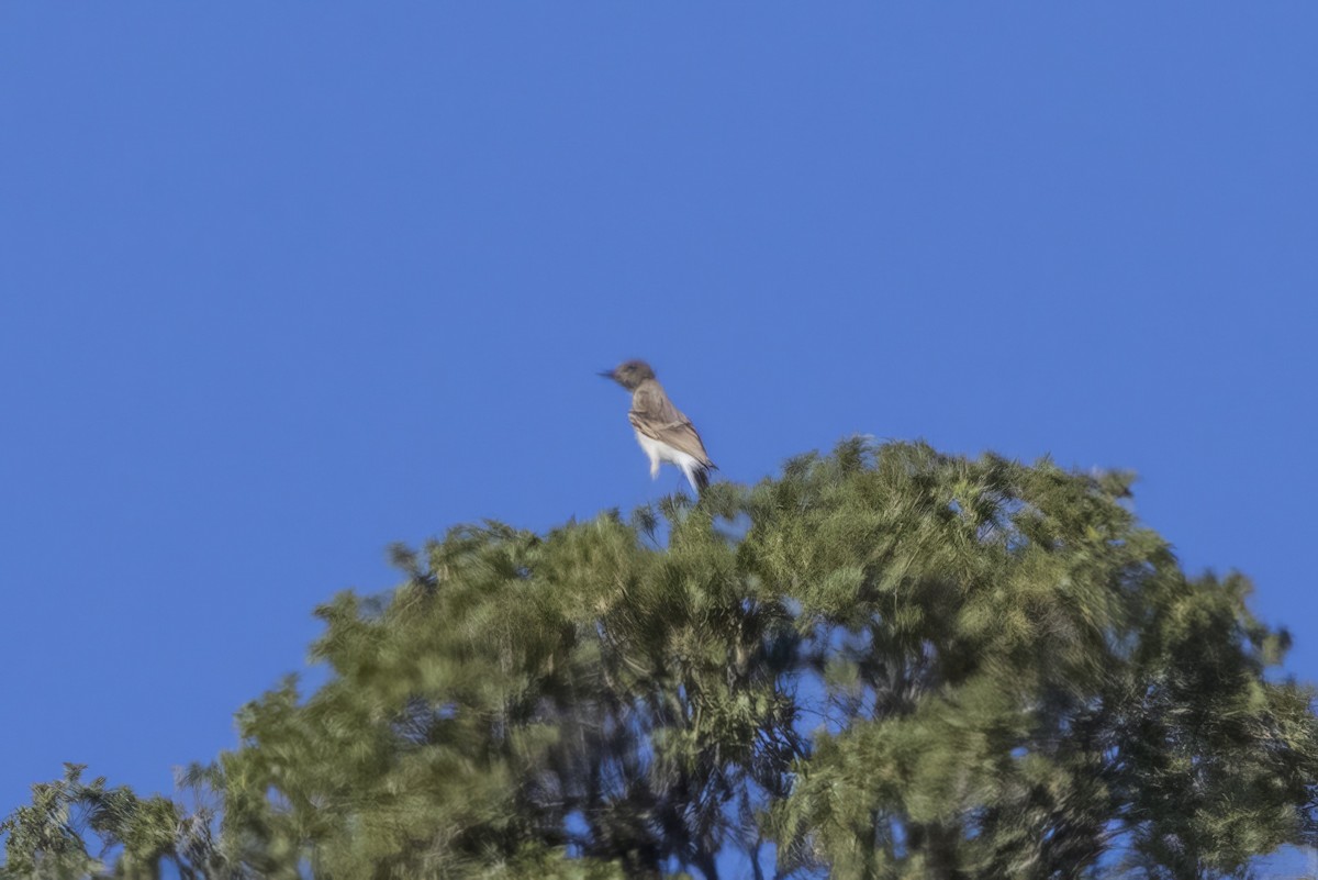 Collalba Isabel - ML645414359