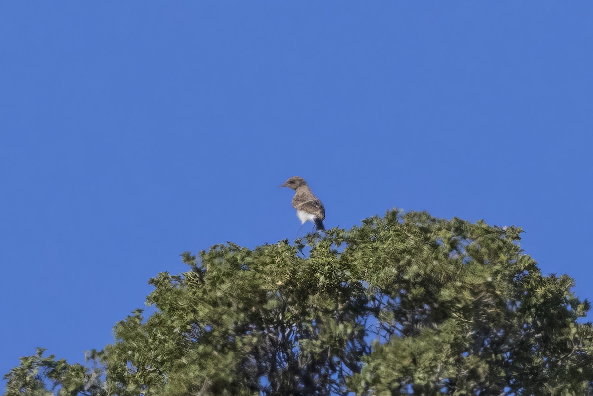 Collalba Isabel - ML645414361