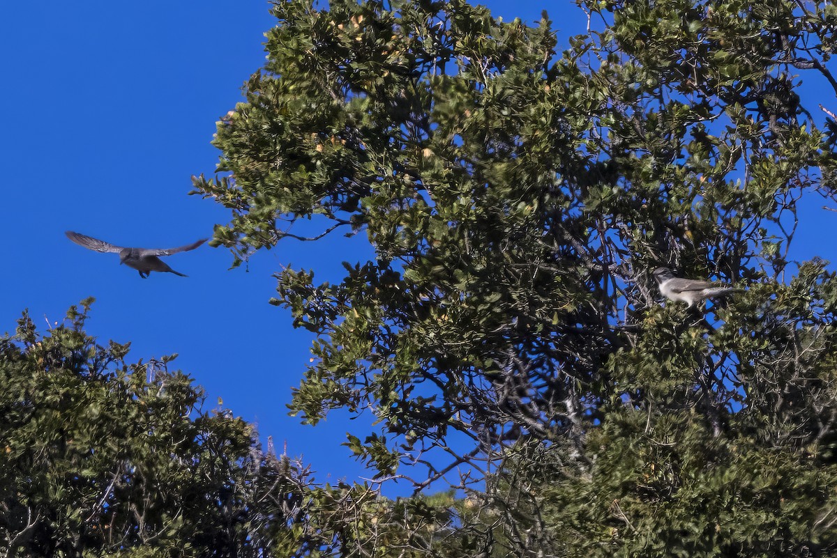 Collalba Isabel - ML645414362