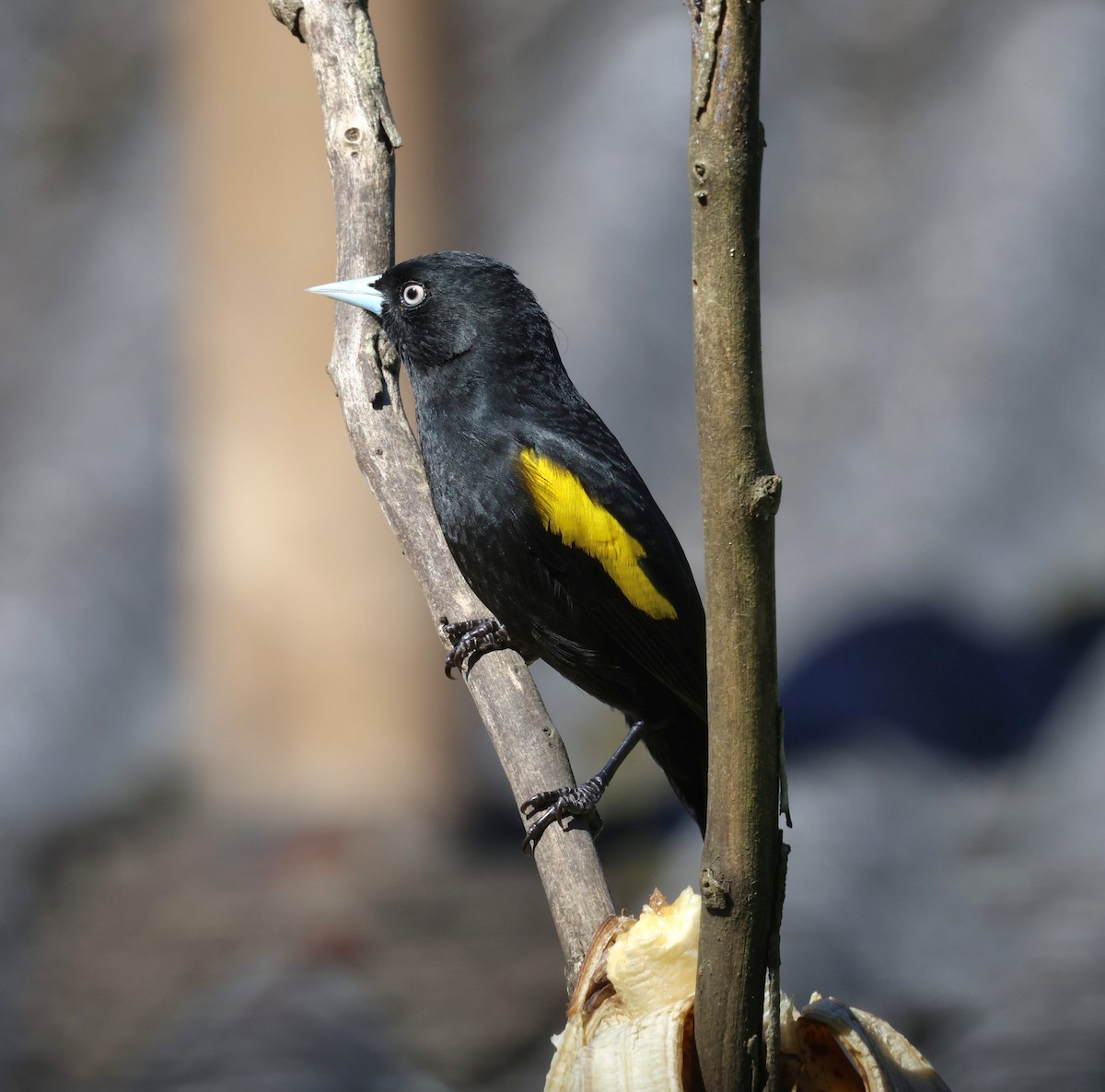 Golden-winged Cacique - ML645414365