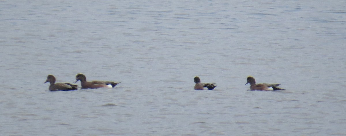 Fischione americano - ML645414372