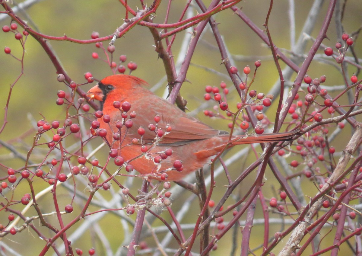 Northern Cardinal - ML645414376