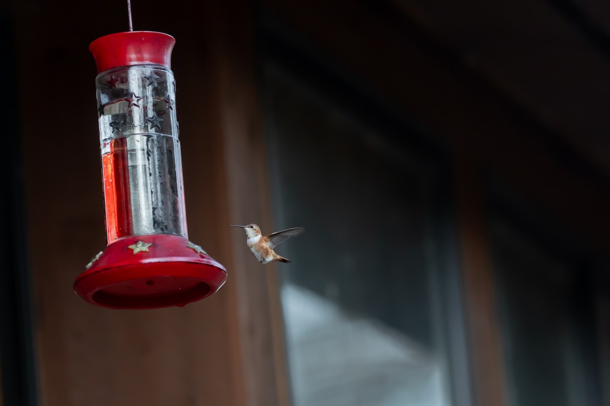 Rufous Hummingbird - ML645414386