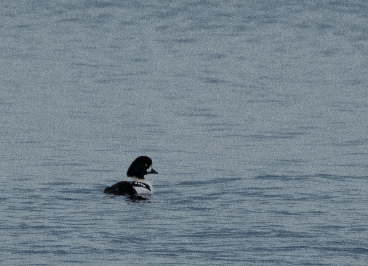 Murgilari islandiarra - ML645414412