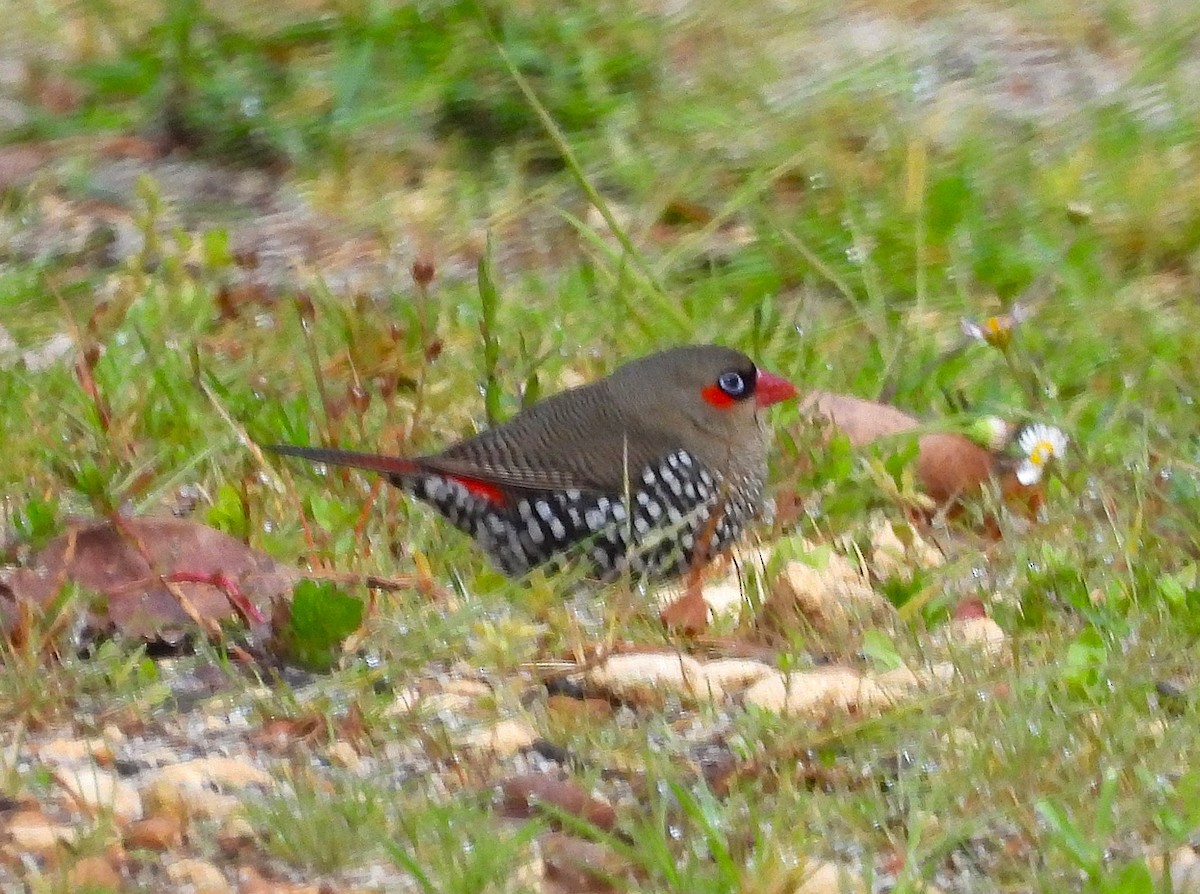 Red-eared Firetail - ML645414452