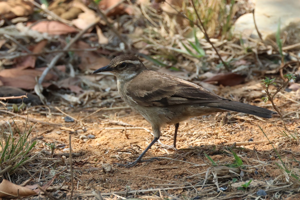 Long-tailed Cinclodes (Cipo) - ML645414453