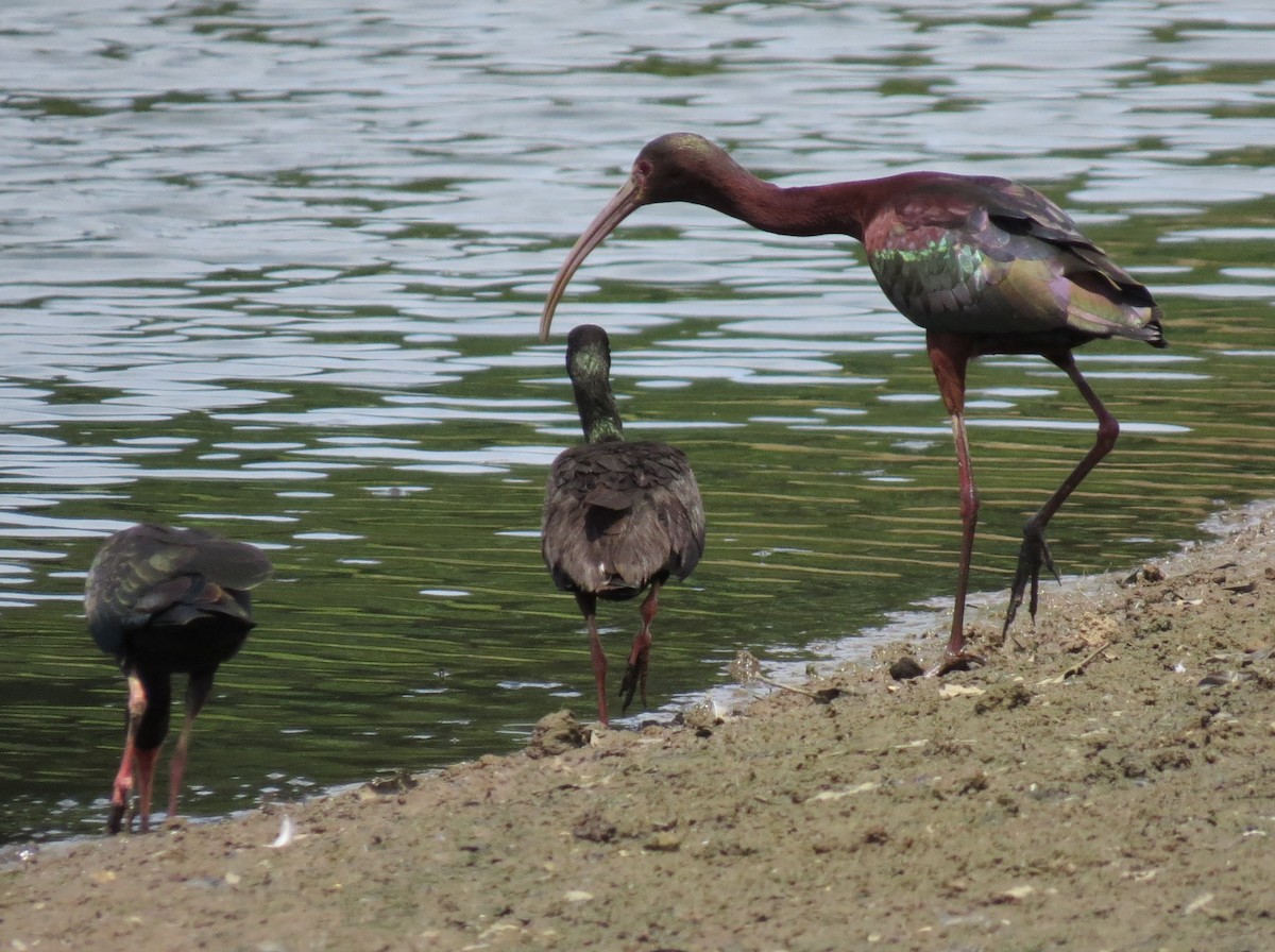 Beltzaran musuzuria - ML645414454