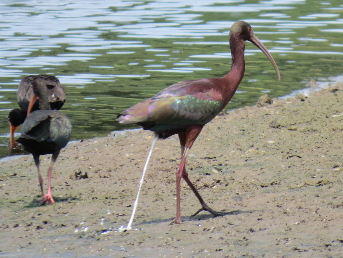 Beltzaran musuzuria - ML645414467