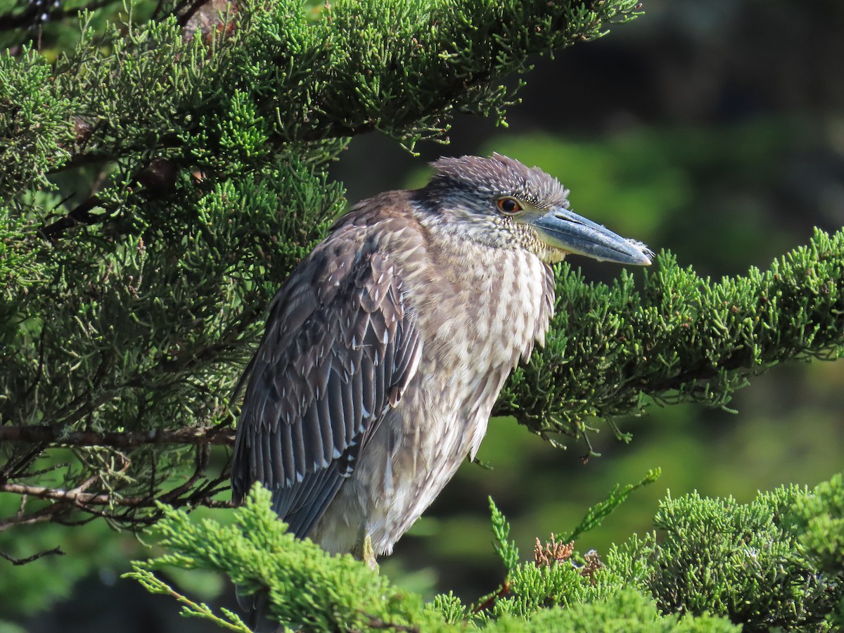 אנפת לילה צהובת-כיפה - ML645414494