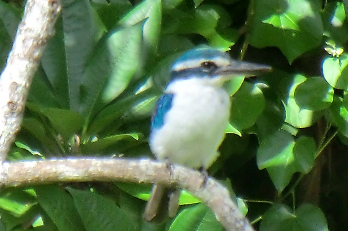 Martin-chasseur du Pacifique - ML645414501