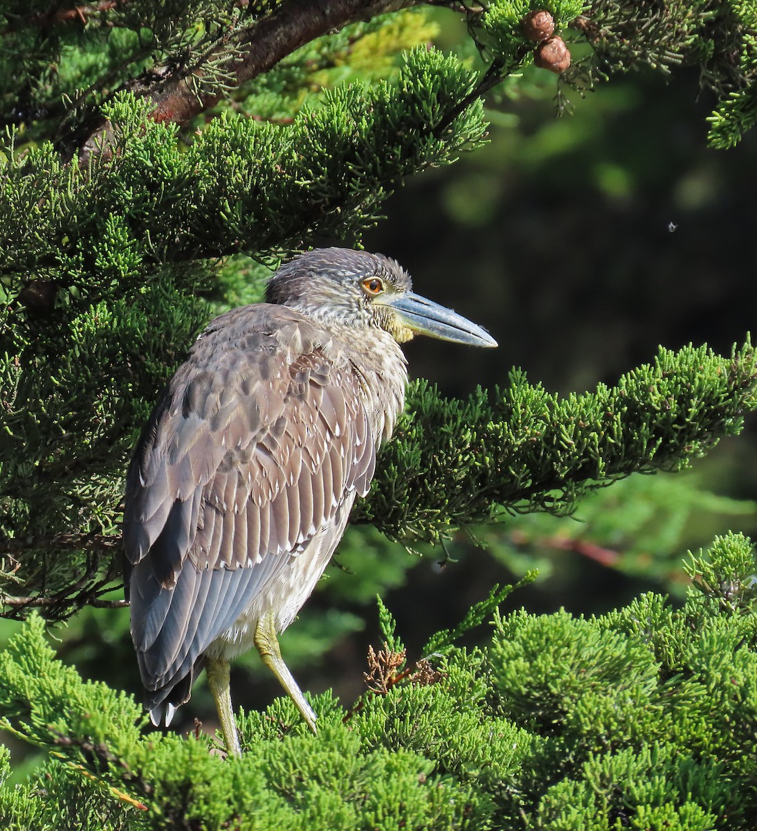 אנפת לילה צהובת-כיפה - ML645414504
