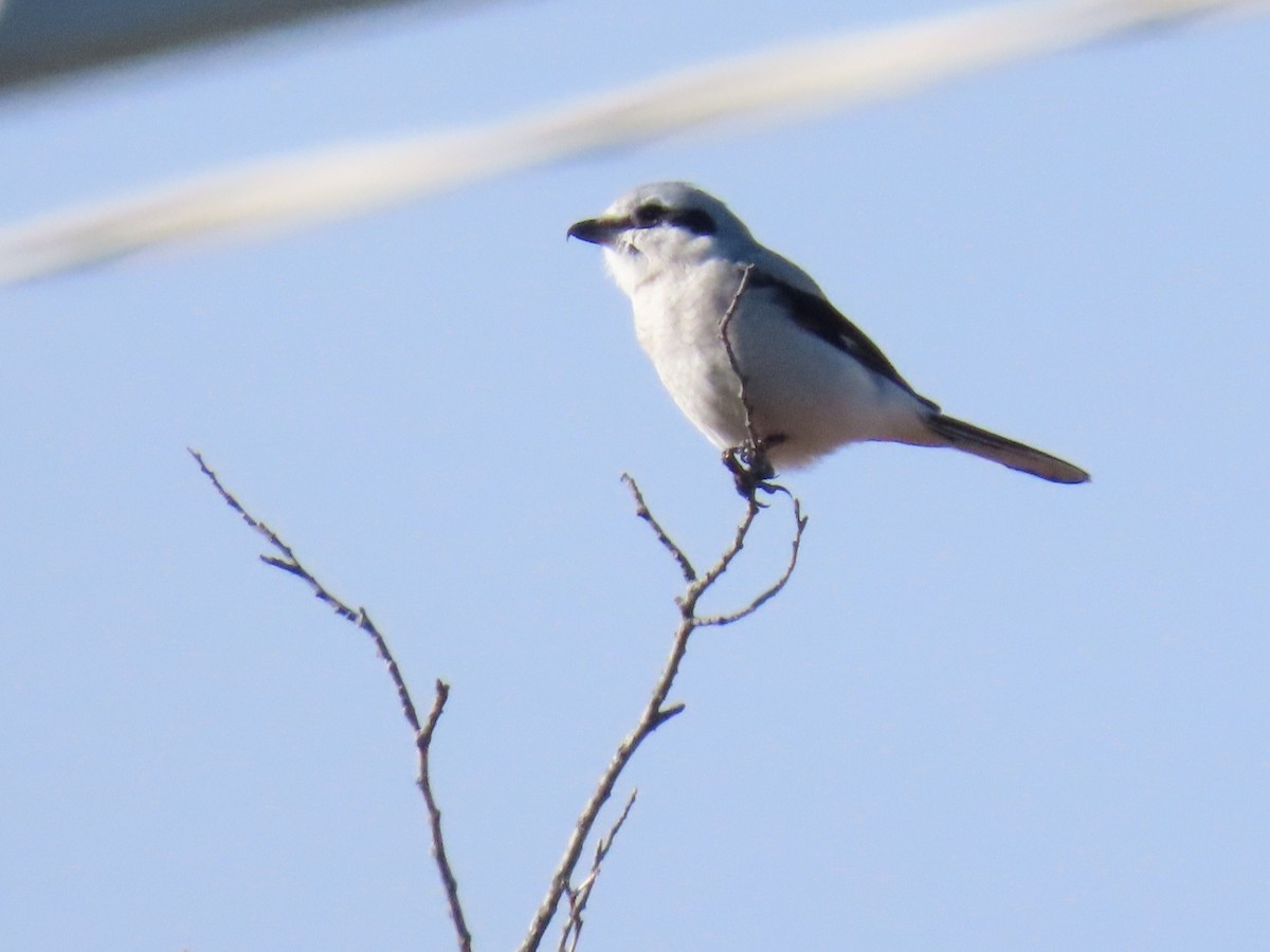 Сорокопуд північний - ML645414522