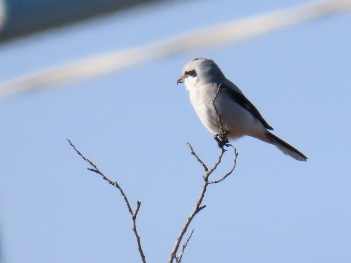 Сорокопуд північний - ML645414523