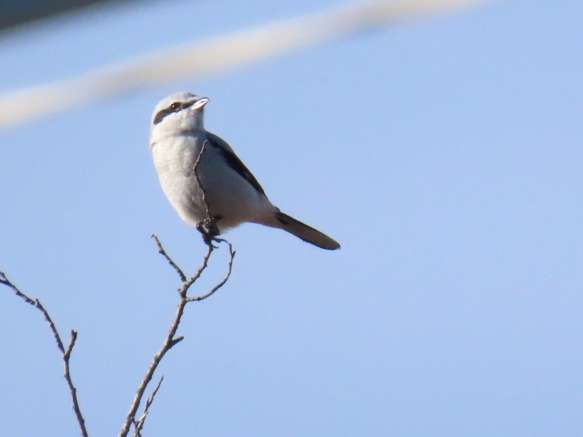Сорокопуд північний - ML645414524