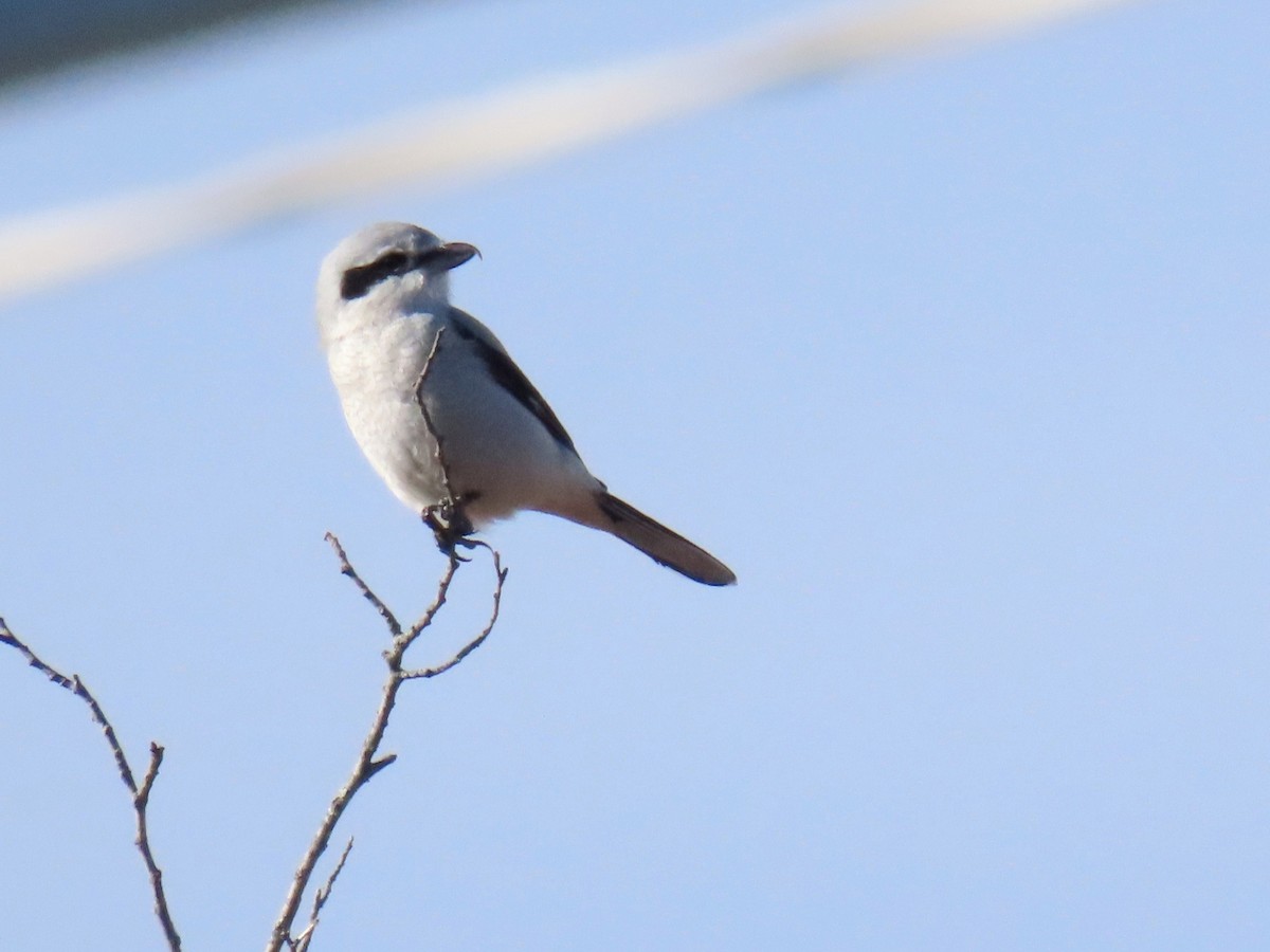Сорокопуд північний - ML645414525