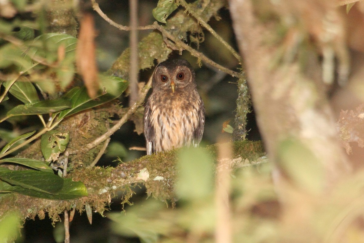 Mottled Owl - ML645414527