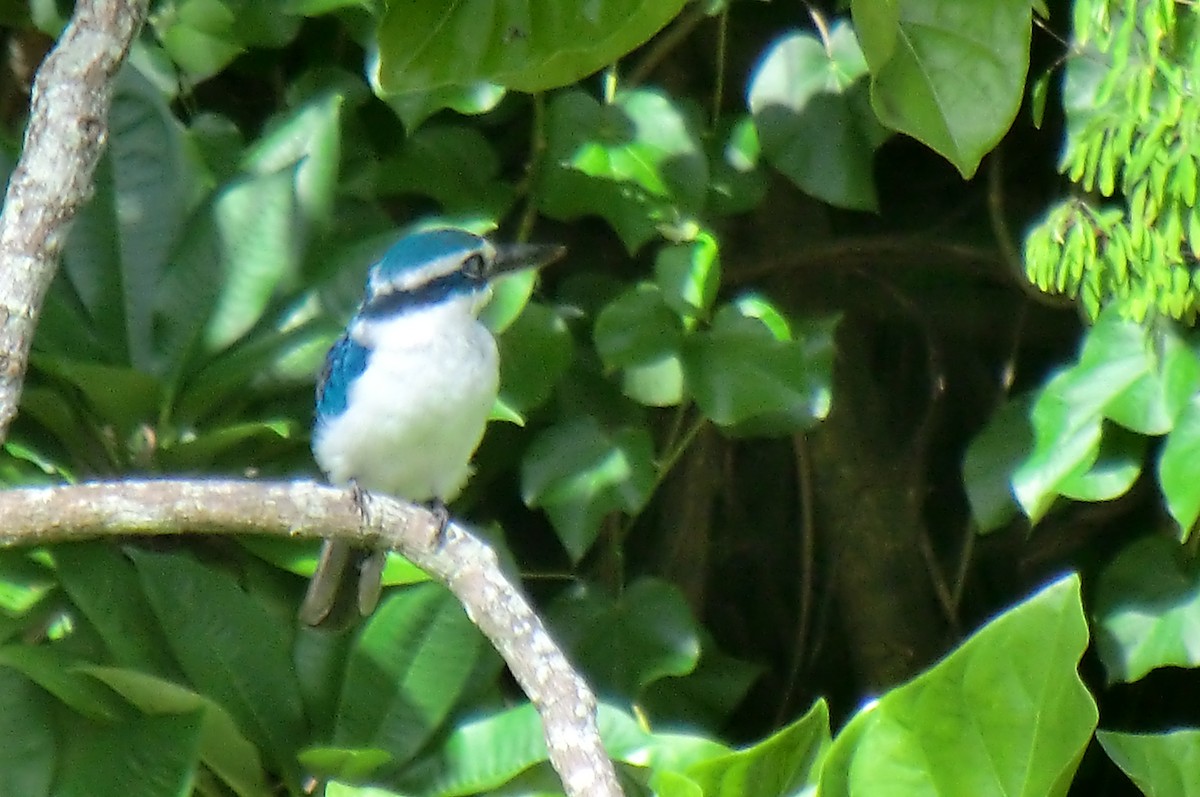 Martin-chasseur du Pacifique - ML645414534