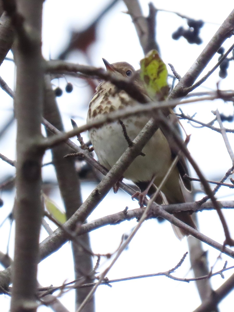Дрізд-короткодзьоб плямистоволий - ML645414536
