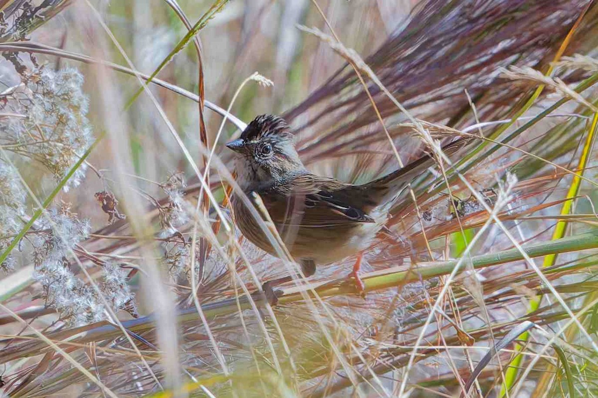 Bruant des marais - ML645414537