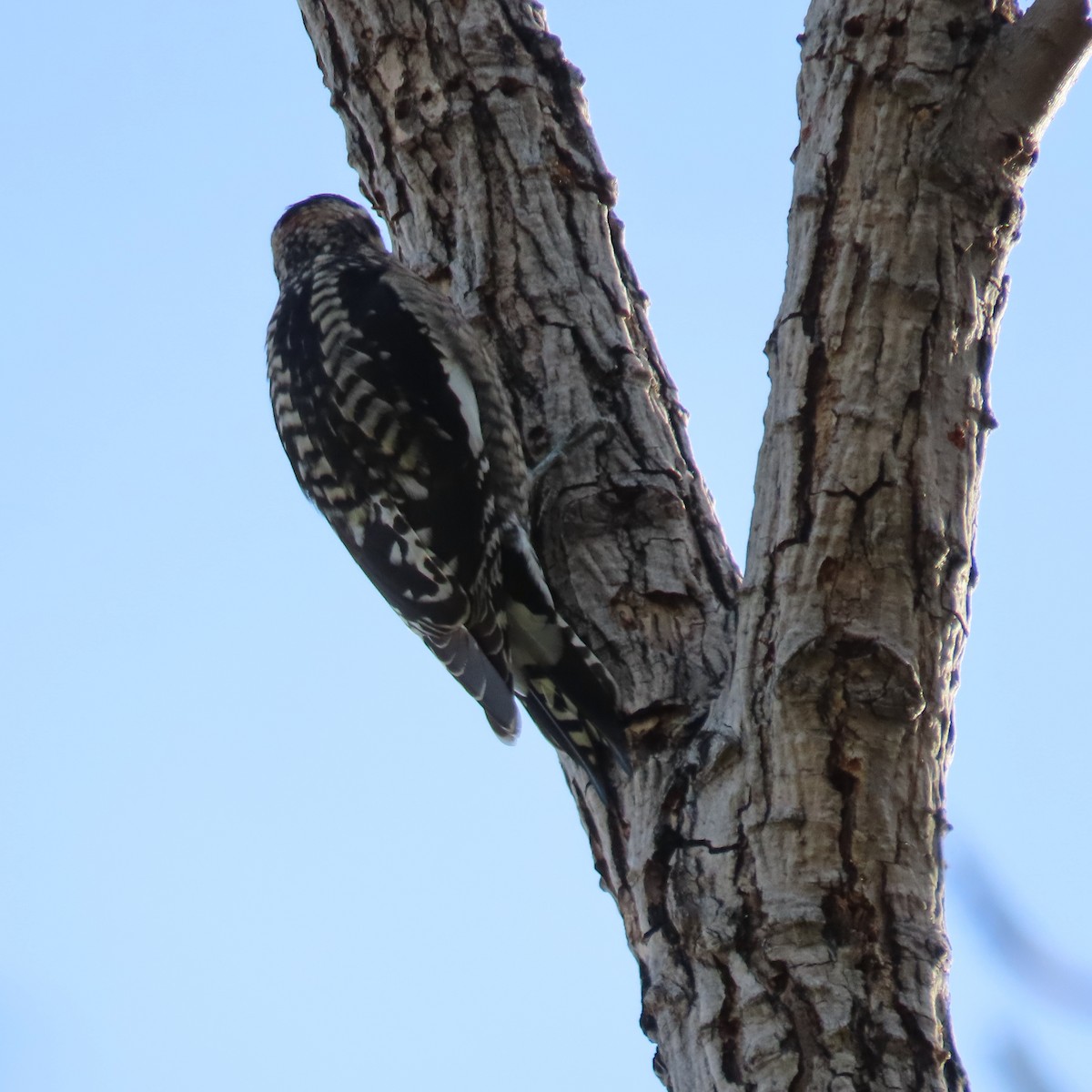 Red-naped Sapsucker - ML645414540