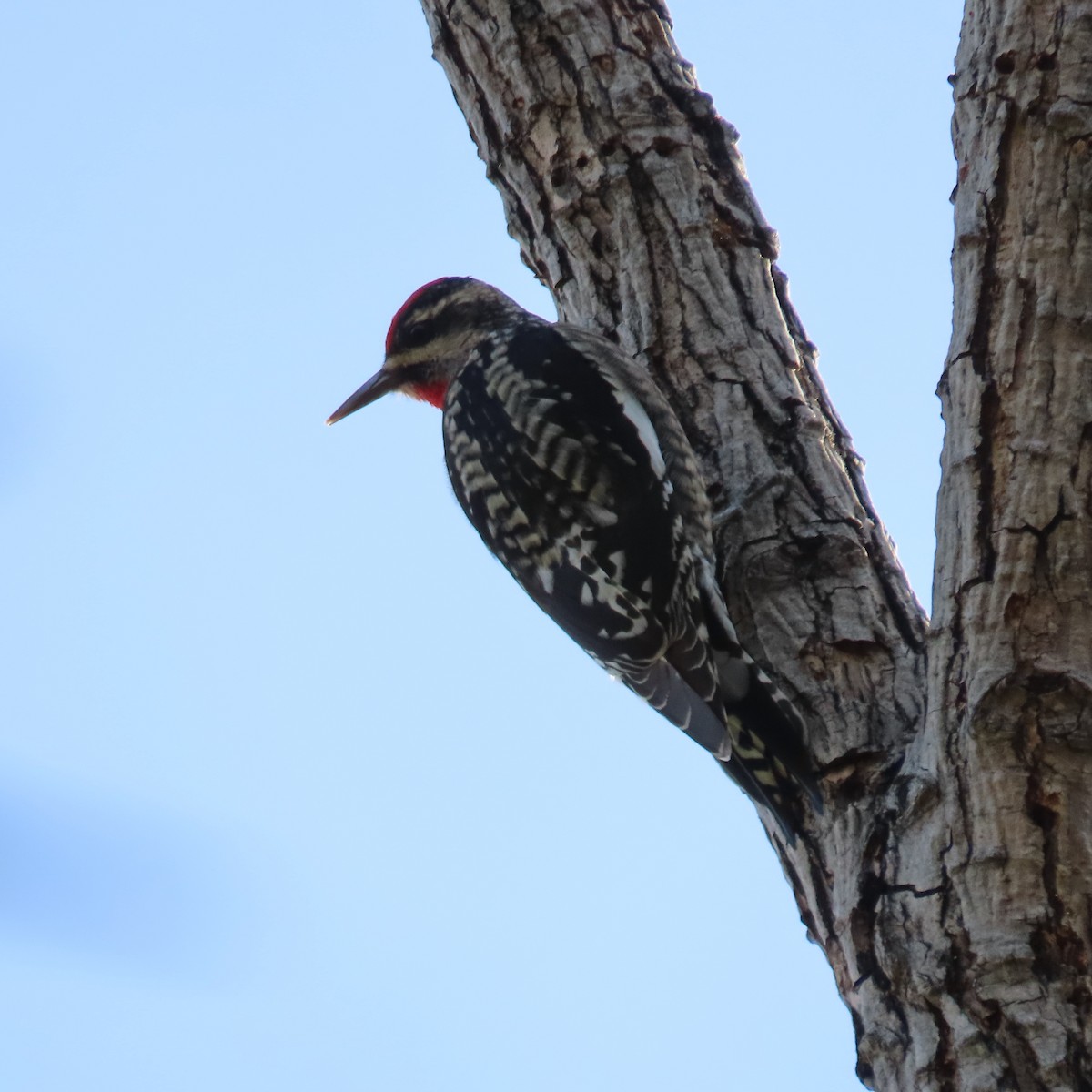Red-naped Sapsucker - ML645414541