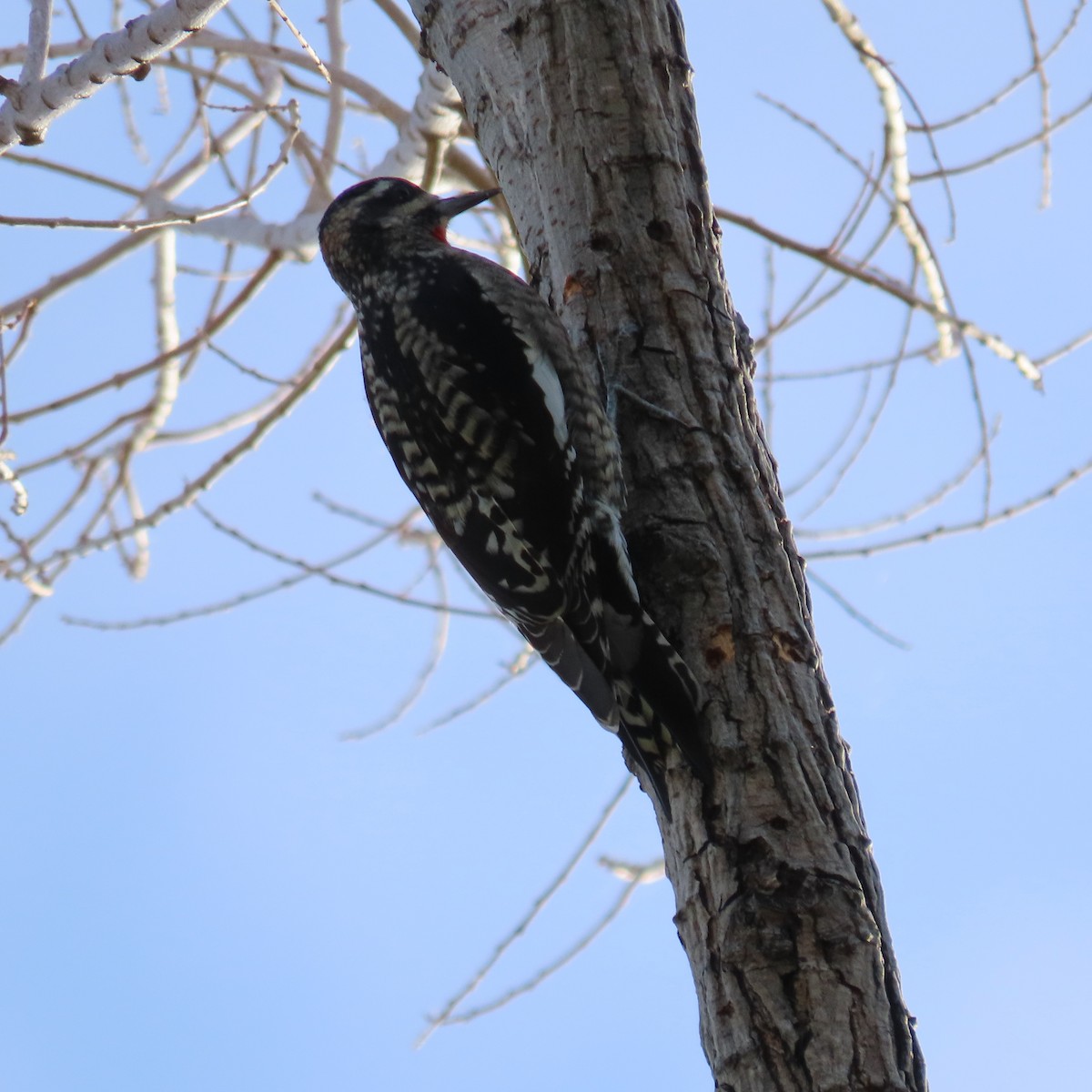 Red-naped Sapsucker - ML645414542
