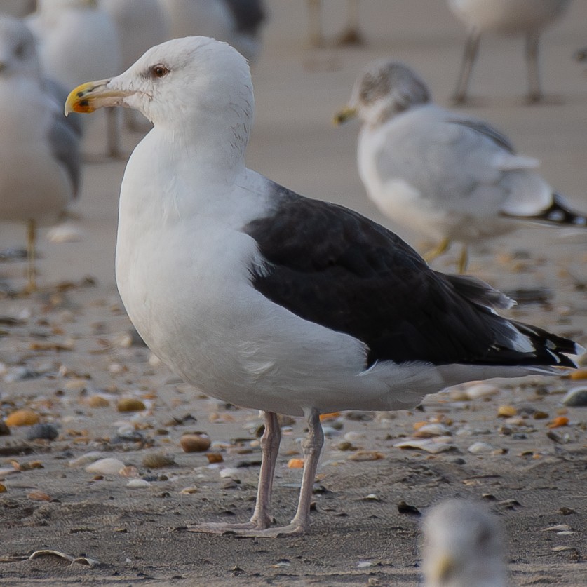 Great Black-backed Gull - ML645414547