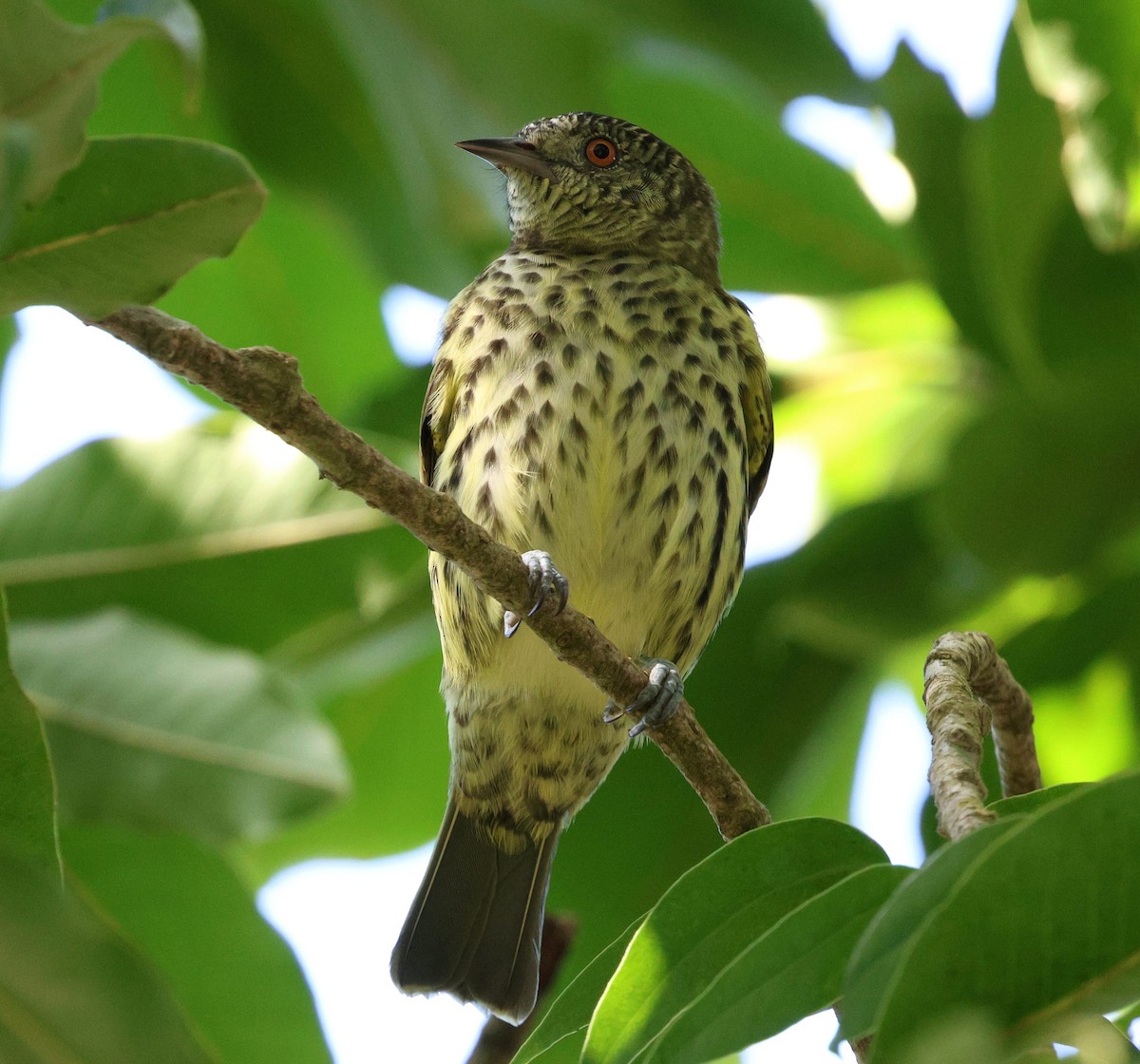 Sharpbill - ML645414548