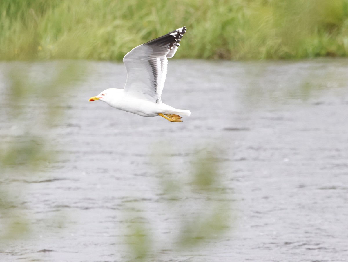 Zafferano - ML645414554