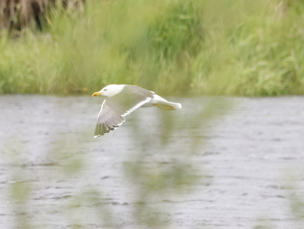 Zafferano - ML645414555