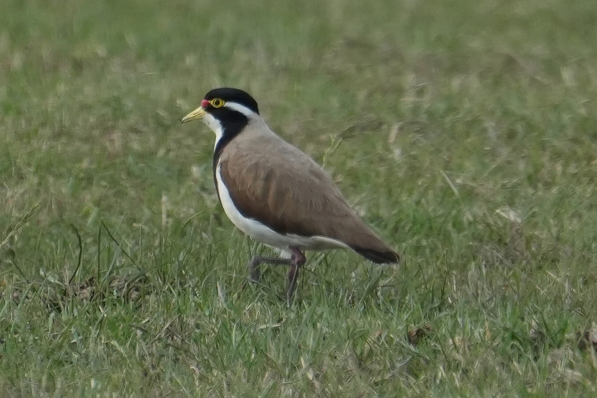 Banded Lapwing - ML645414557