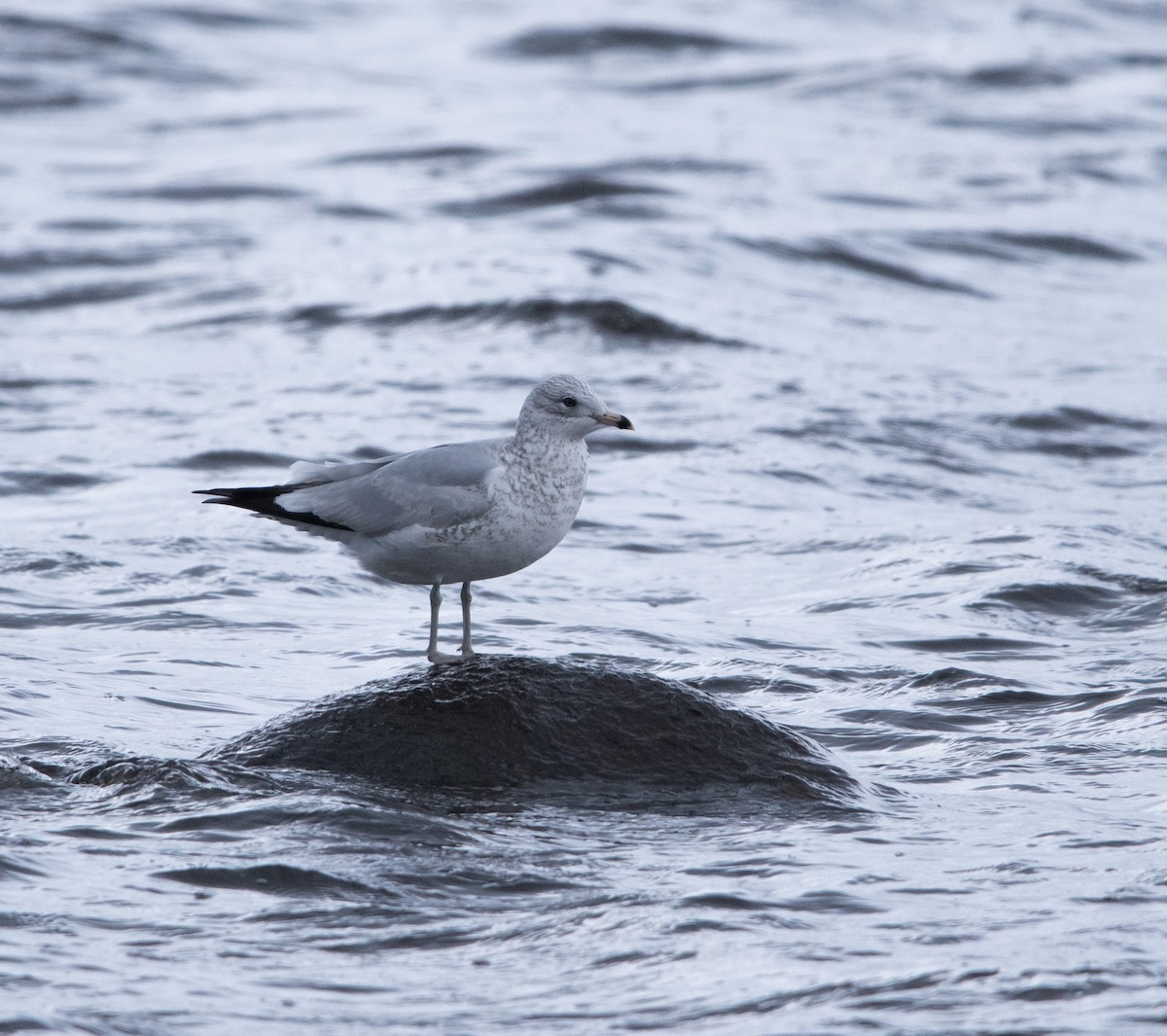 Ring-billed Gull - ML645414576