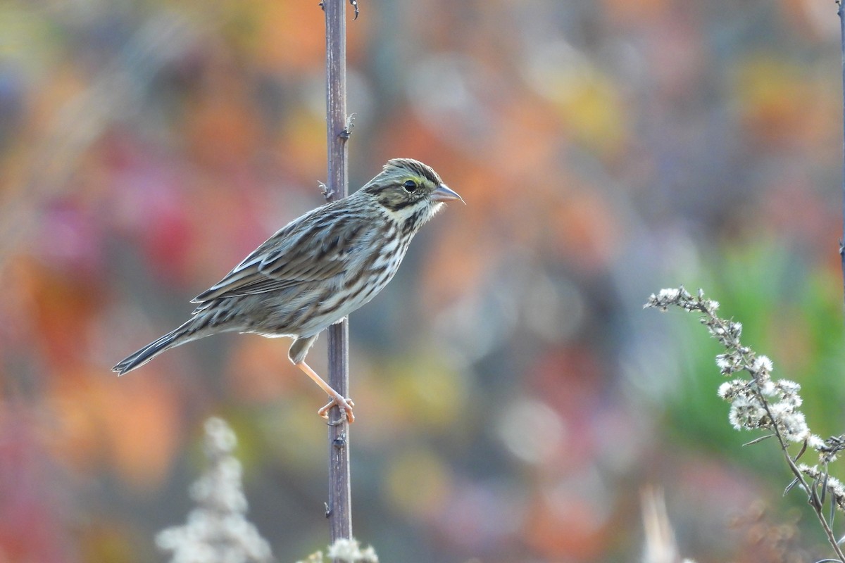 strnadec luční - ML645414584