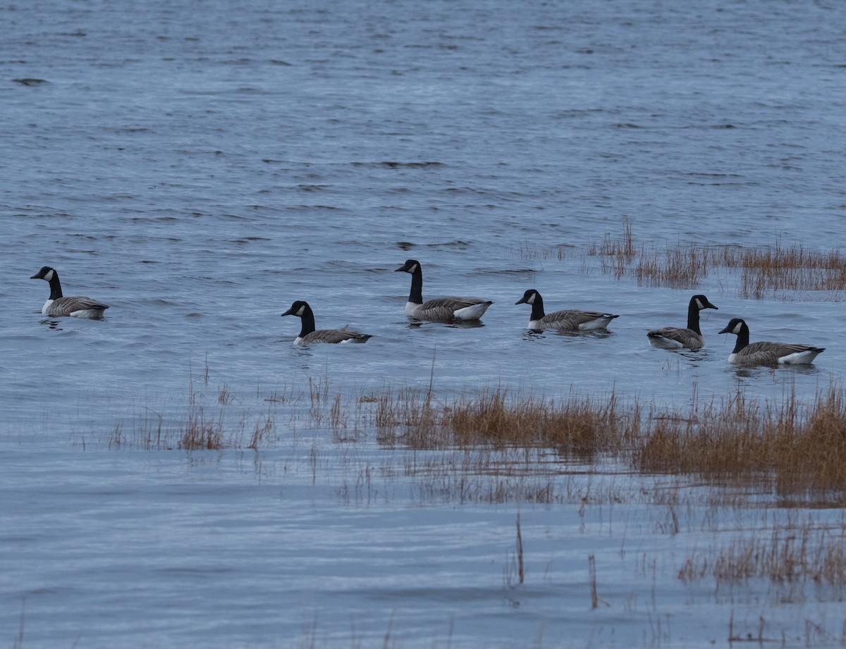 Canada Goose - ML645414596