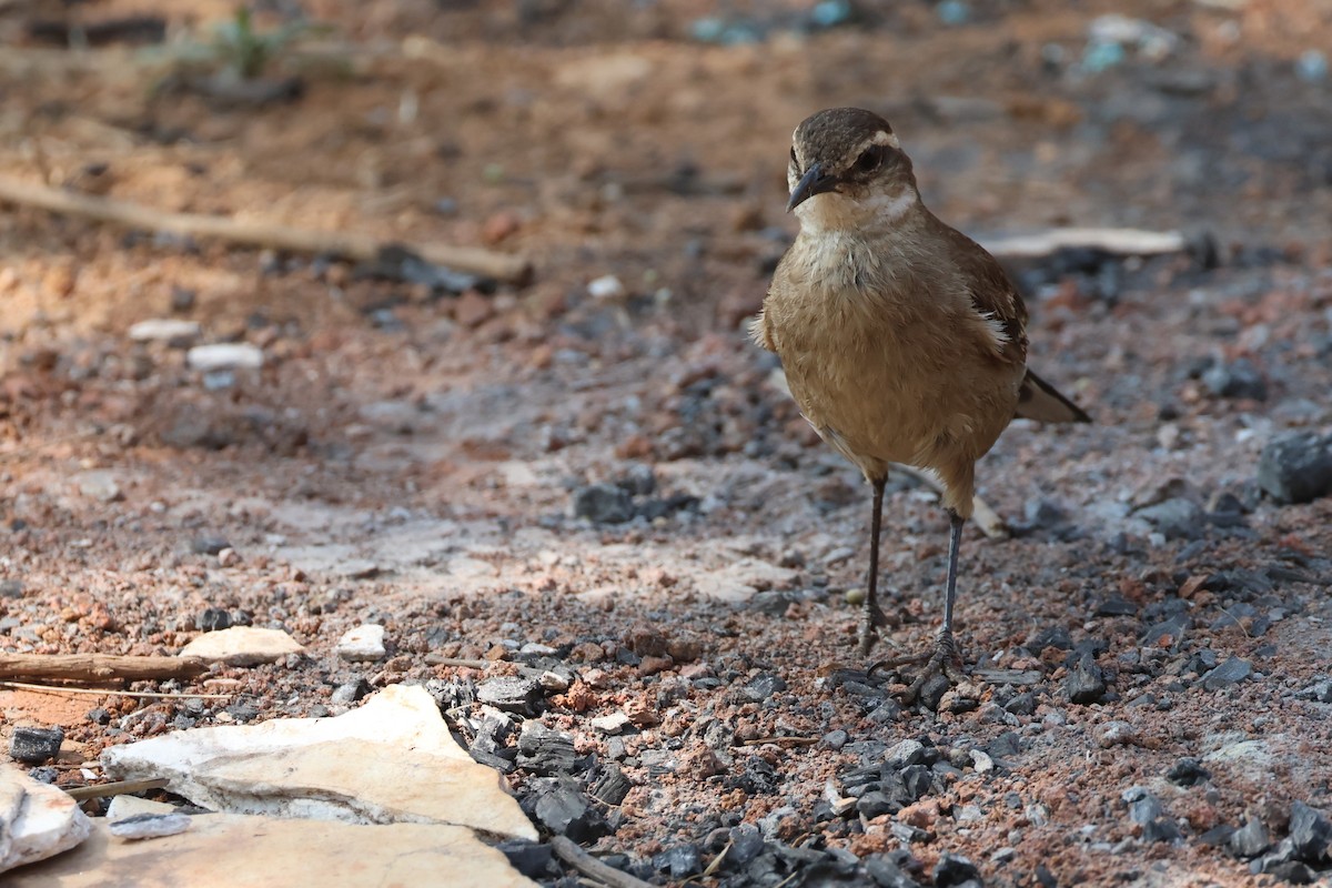 Long-tailed Cinclodes (Cipo) - ML645414598