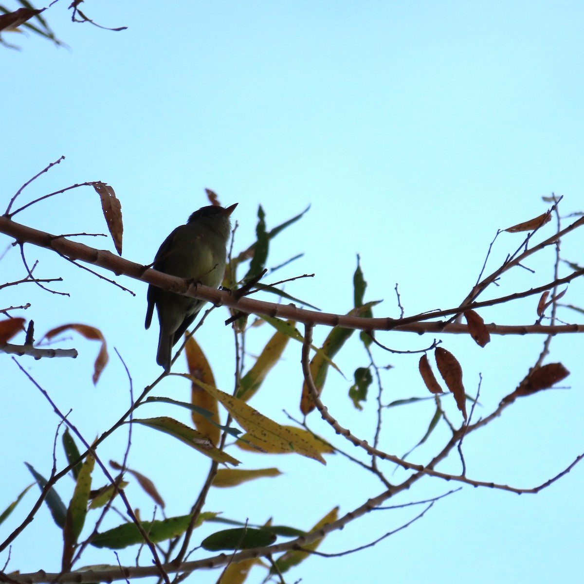 Hammond's Flycatcher - ML645414600