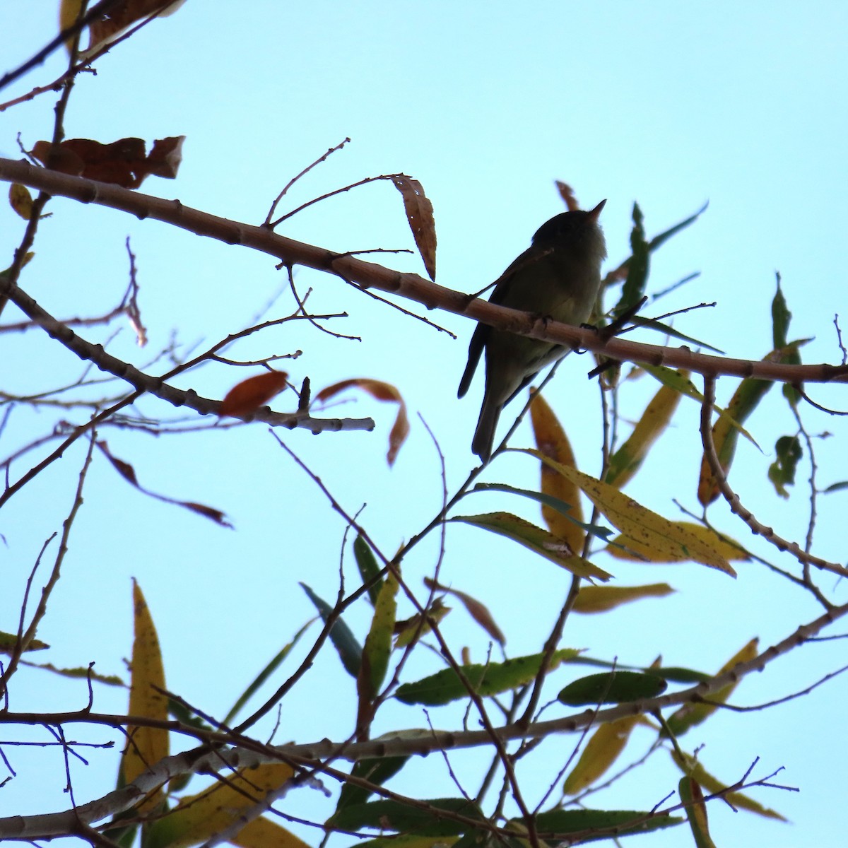 Hammond's Flycatcher - ML645414601