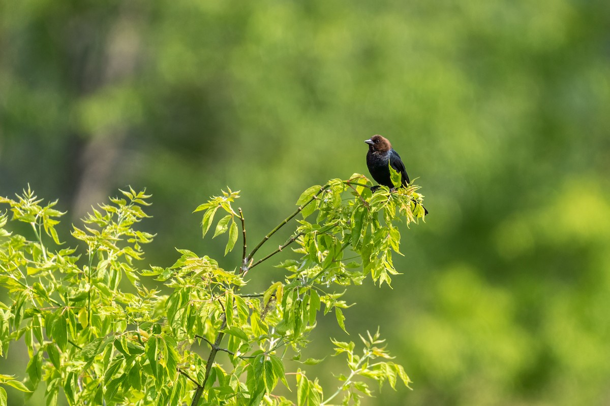 brunhodetrupial - ML645414603