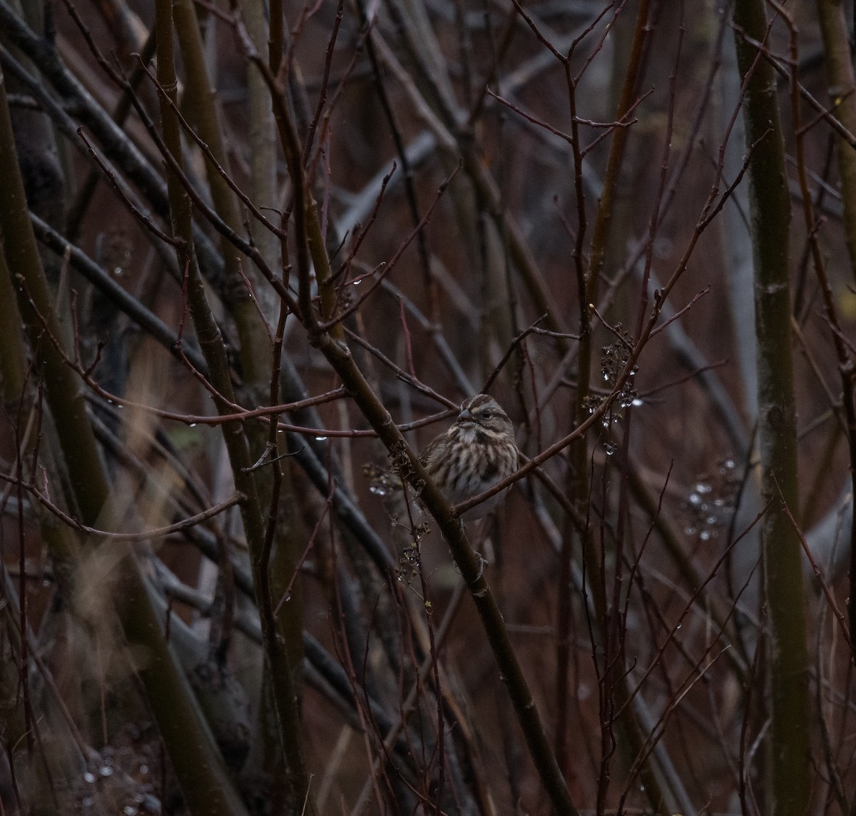 Song Sparrow - ML645414608