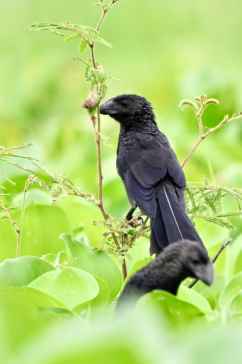 Smooth-billed Ani - ML645414646