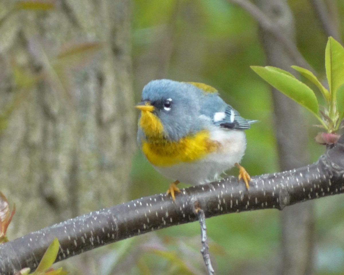 Northern Parula - ML645414647
