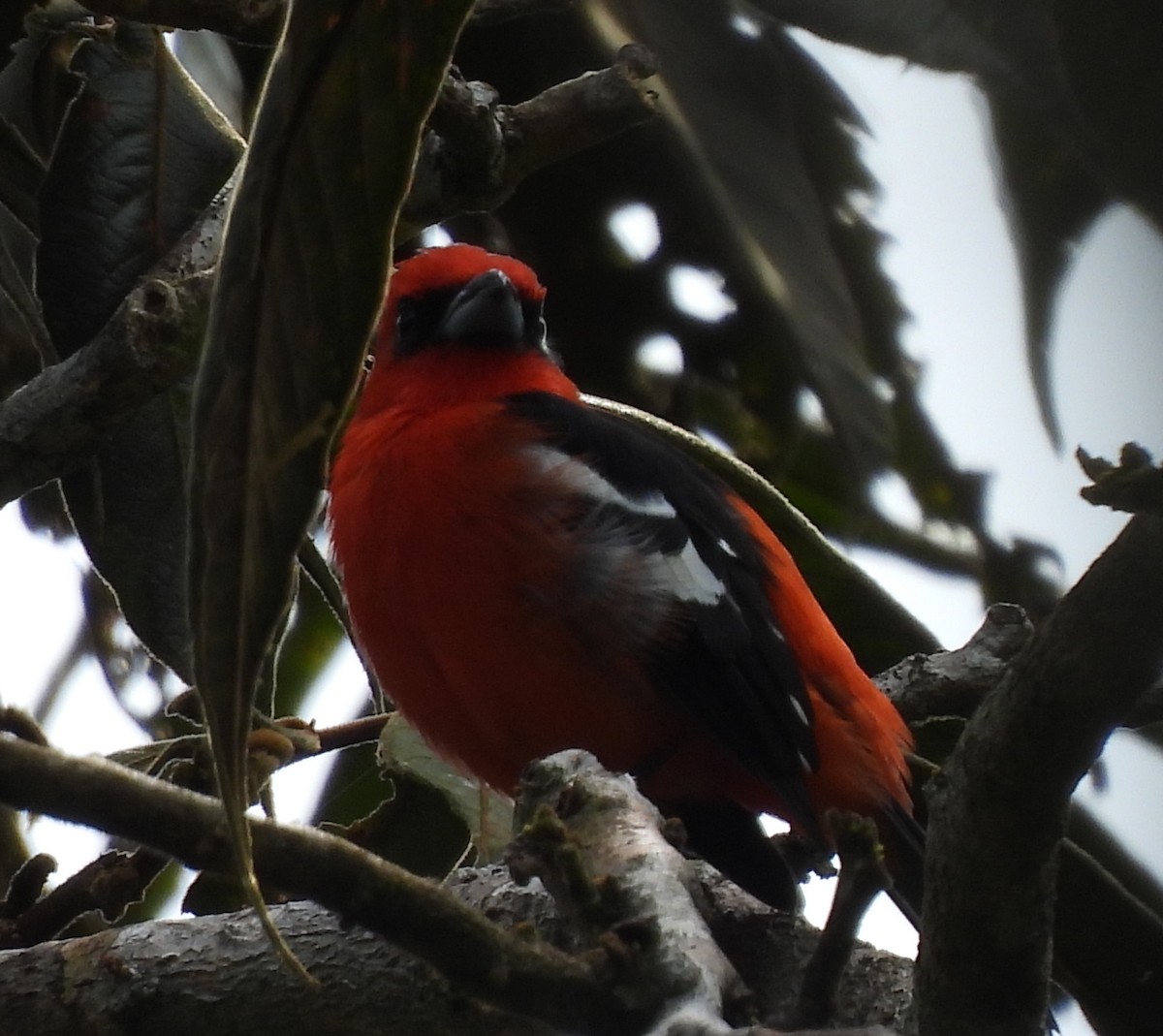 båndpiranga - ML645414650