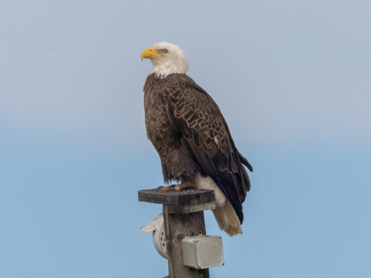 Bald Eagle - ML645414651