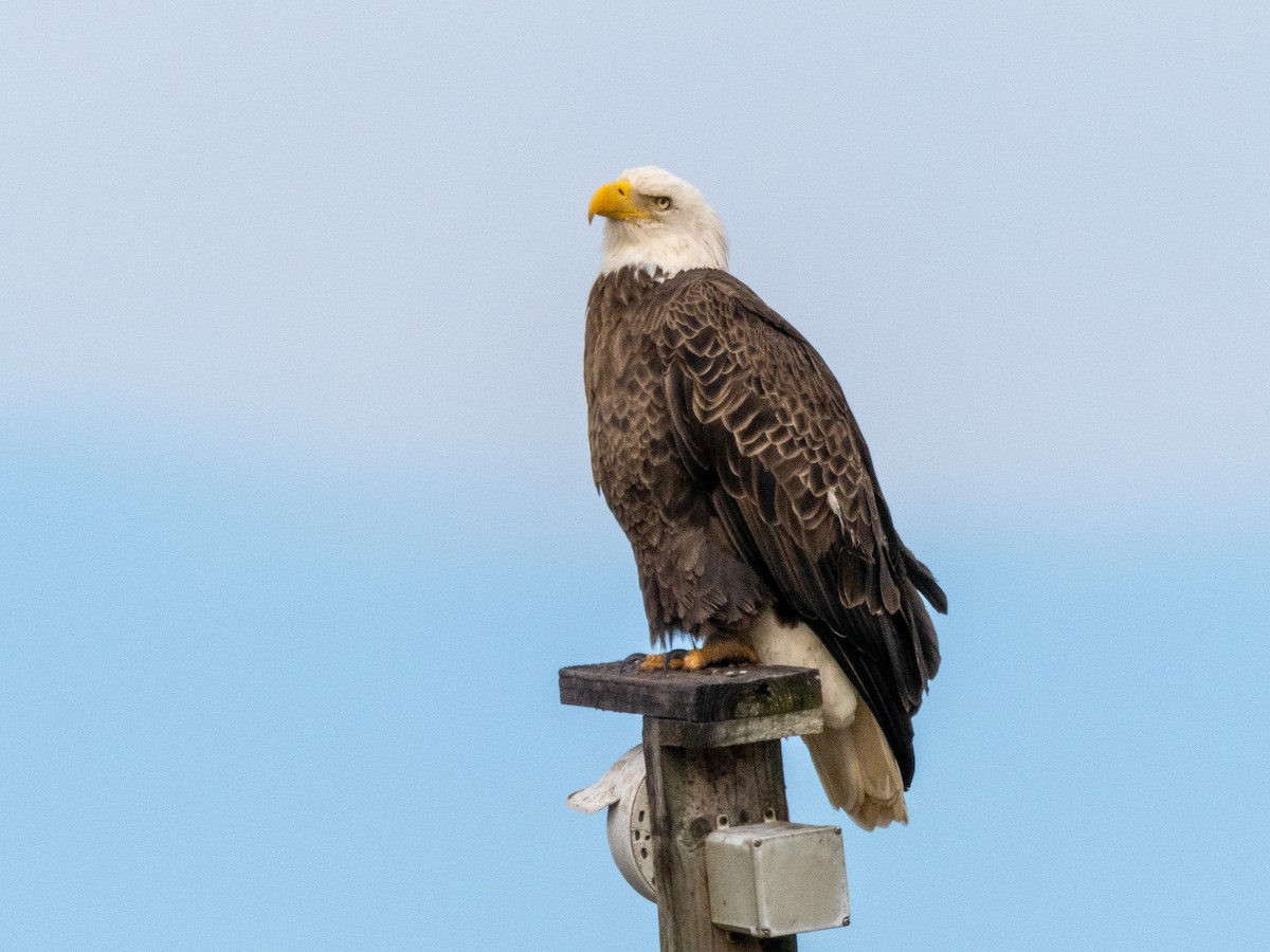 Bald Eagle - ML645414652