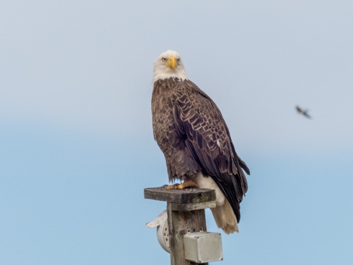 Bald Eagle - ML645414653