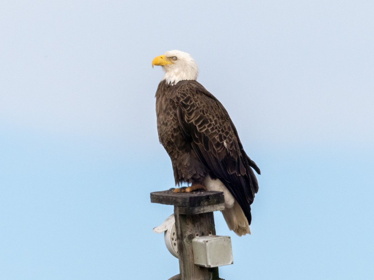 Bald Eagle - ML645414654